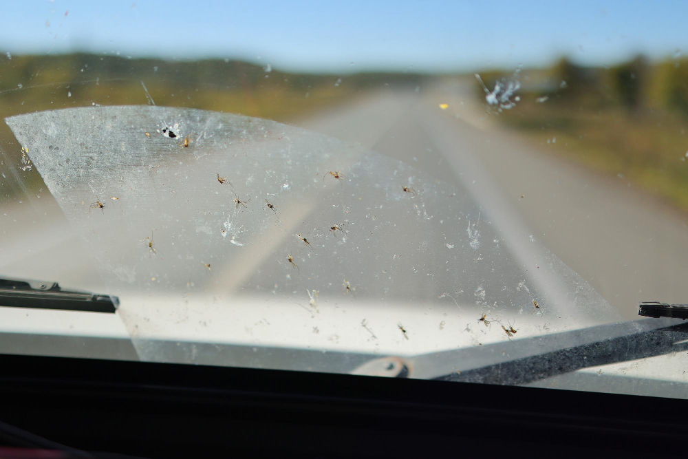 como limpar mosquitos, brandsfirst, B1 cleaner